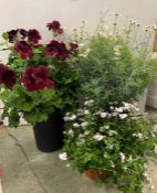 A selection of three plants, Diascia, Pelargorium and Marguerite