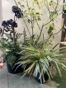 A selection of three plants, Agapanthus, Variegated Abutilon and Arolium