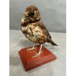 A taxidermy red wing bird