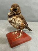 A taxidermy red wing bird