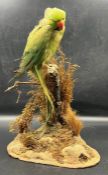 A taxidermy parakeet on plinth