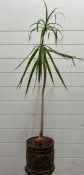 A dragon tree house plant in a brass pot