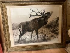 A framed sketch of a Highland Stag