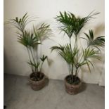 Two Kentia palms in baskets