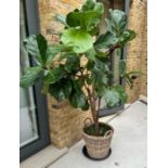 A Fig tree in a wicker basket