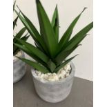 A pair of faux Aloe Vera plants