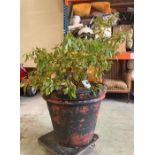 A Viburnum Shrub in a large plastic pot (H54cm Dia64cm)