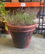 A large plastic plant pot with lavender