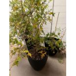 Three black faux garden planters (H37cm)