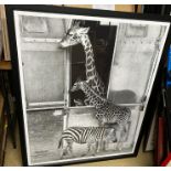 Two large black and white prints of wildlife (90cm x 107cm)