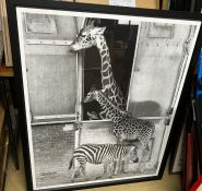 Two large black and white prints of wildlife (90cm x 107cm)