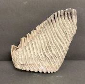 A large and great example of a Mammoth tooth 24x 22cm