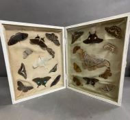 Taxidermy: A selection of butterflies and moths, antique.