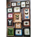 Lepidopterology: an assortment of seventeen cased and mounted insects, all in good condition, see ex