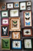 Lepidopterology: an assortment of seventeen cased and mounted insects to include: ornithoptera