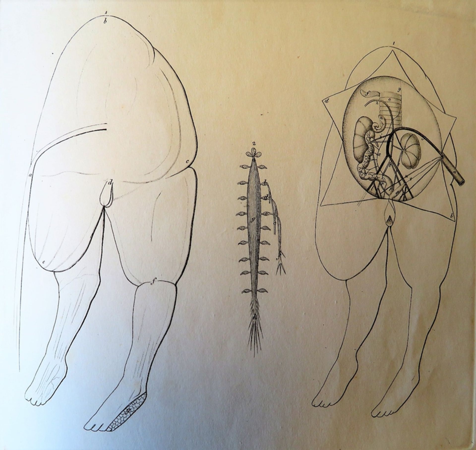 Chiaie, Stefano delle: Istoria anatomico-teratologica intorno ad una bambina rinocefalo-monocola. T - Image 5 of 5