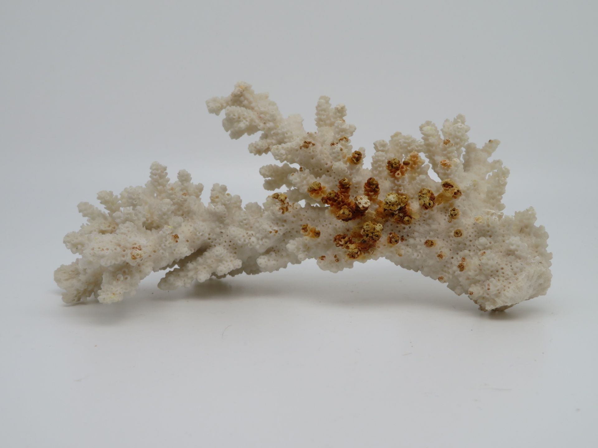Korallenast, weiß, 18,5 x 11 x 7 cm.