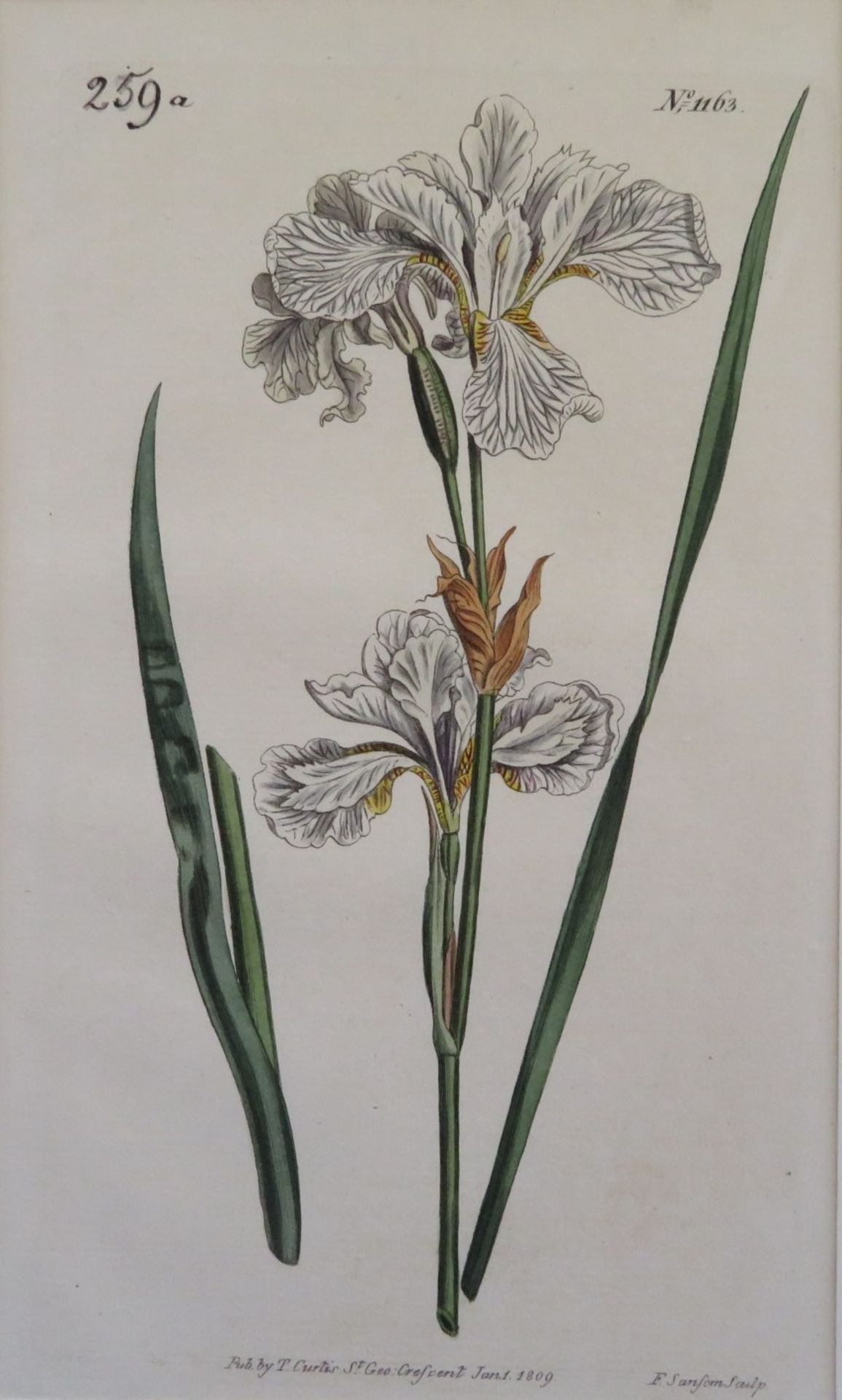 7 englische Blütenstiche, um 1800, altcol., ca. 22 x 13 cm, o.R.