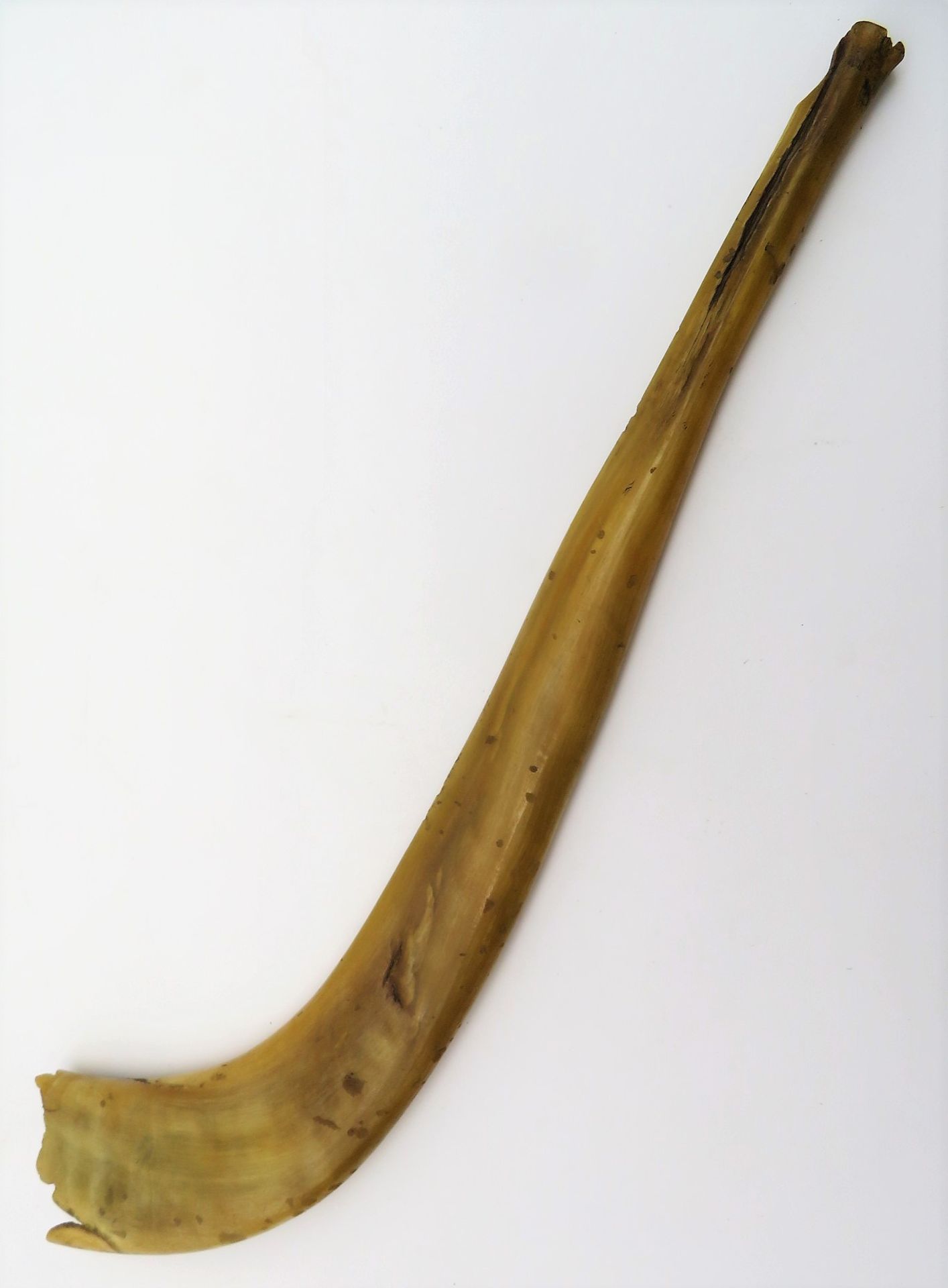 Judaica, Schofar/Schofarhorn, antik, Horn, l 40 cm, d 5 cm.