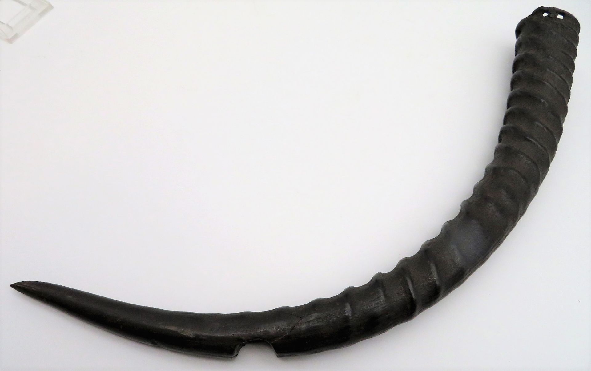 Judaica, Schofar/Schofarhorn, wohl 15./16. Jahrhundert, Gazelle, Horn, l 54 cm, größter Durchmesser