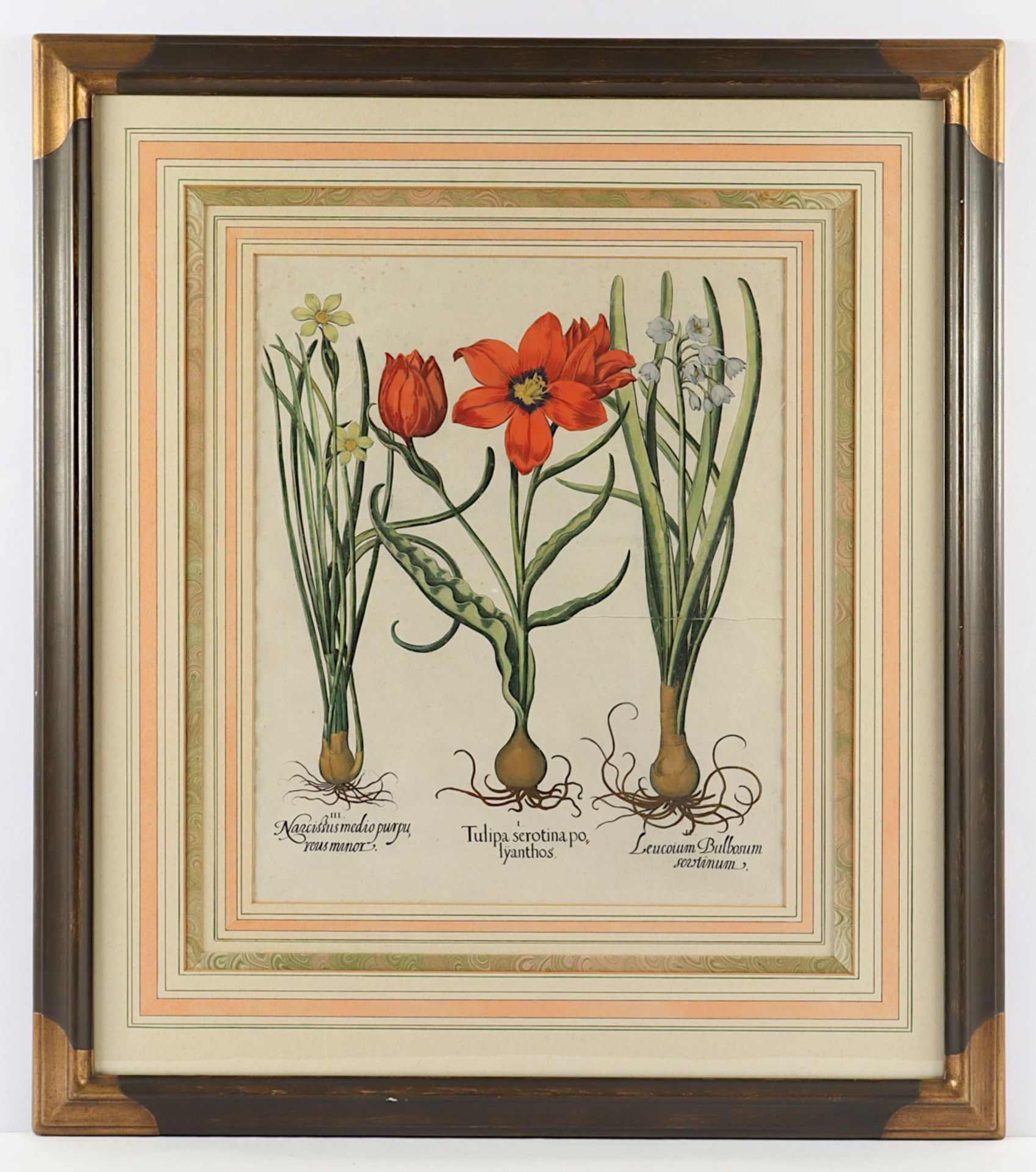 TULPEN - NARZISSE, "Tulipa serotina - Bild 2 aus 2