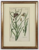 PFLANZENSTICH, Fritillaria