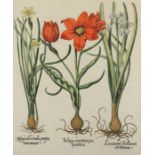 TULPEN - NARZISSE, "Tulipa serotina