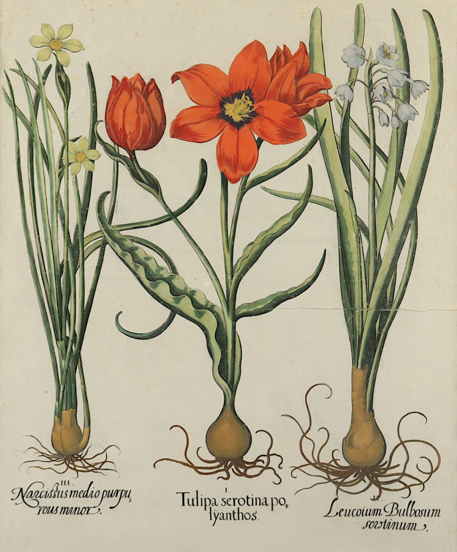 TULPEN - NARZISSE, "Tulipa serotina
