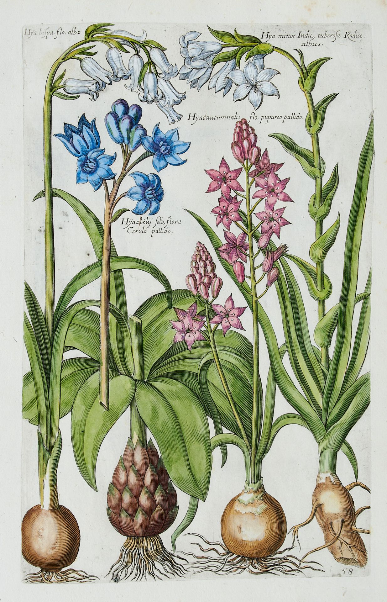 Flora Konvolut - Ca. 250 Blätter aus der Pflanzenwelt in - Image 9 of 10