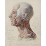 Anatomie - Anatomische Zeichnung eines Kopfes