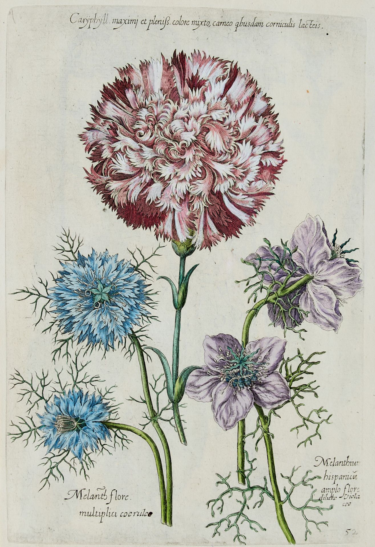 Flora Konvolut - Ca. 250 Blätter aus der Pflanzenwelt in - Image 8 of 10