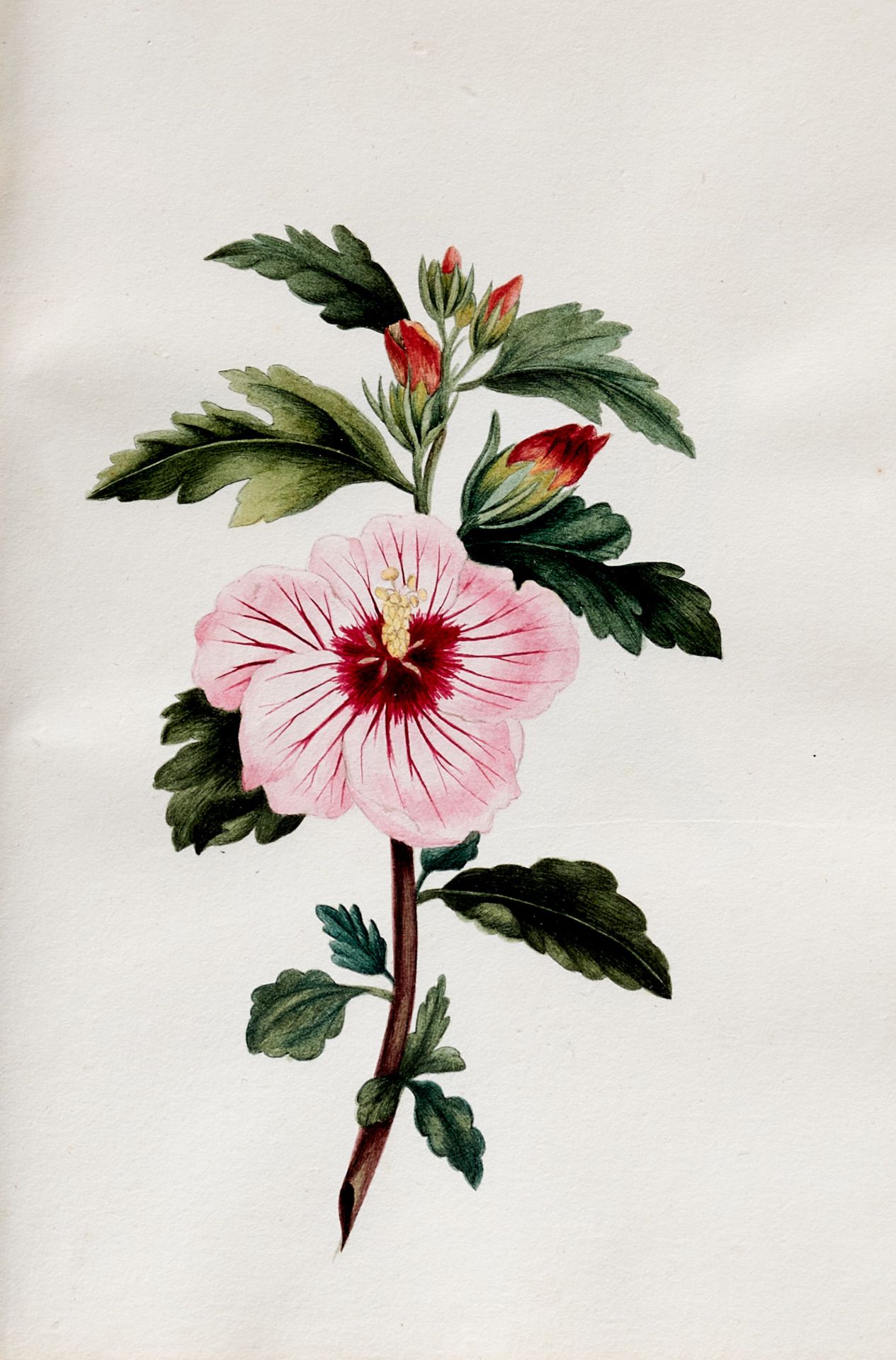 Flora Skizzenbuch - mit ca. 20 Blumenbildern. - Image 5 of 5