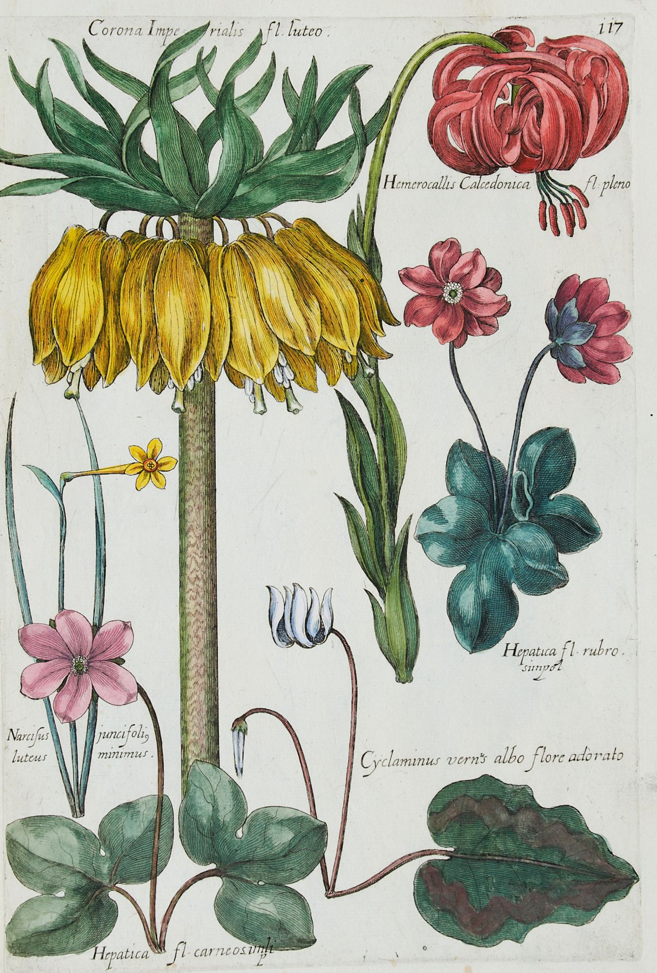 Flora Konvolut - Ca. 250 Blätter aus der Pflanzenwelt in - Image 7 of 10