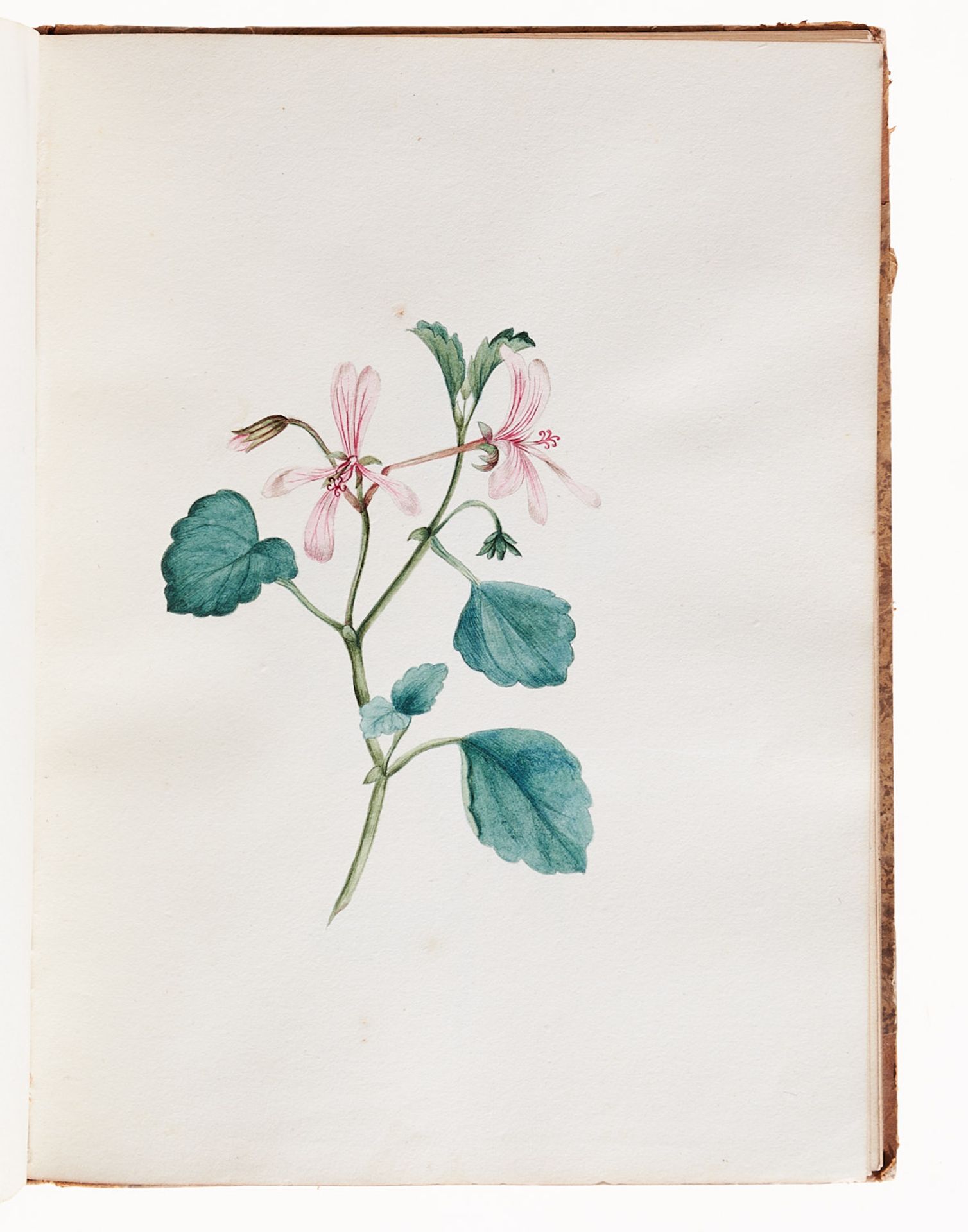 Flora Skizzenbuch - mit ca. 20 Blumenbildern. - Image 4 of 5