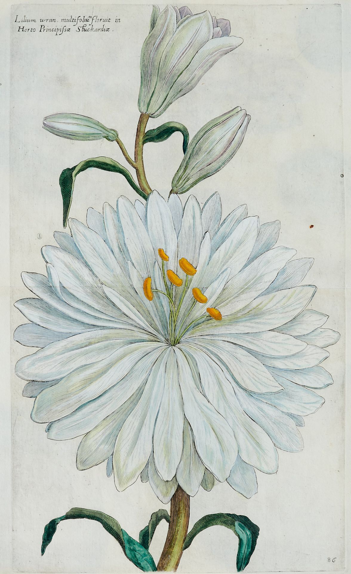 Flora Konvolut - Ca. 250 Blätter aus der Pflanzenwelt in