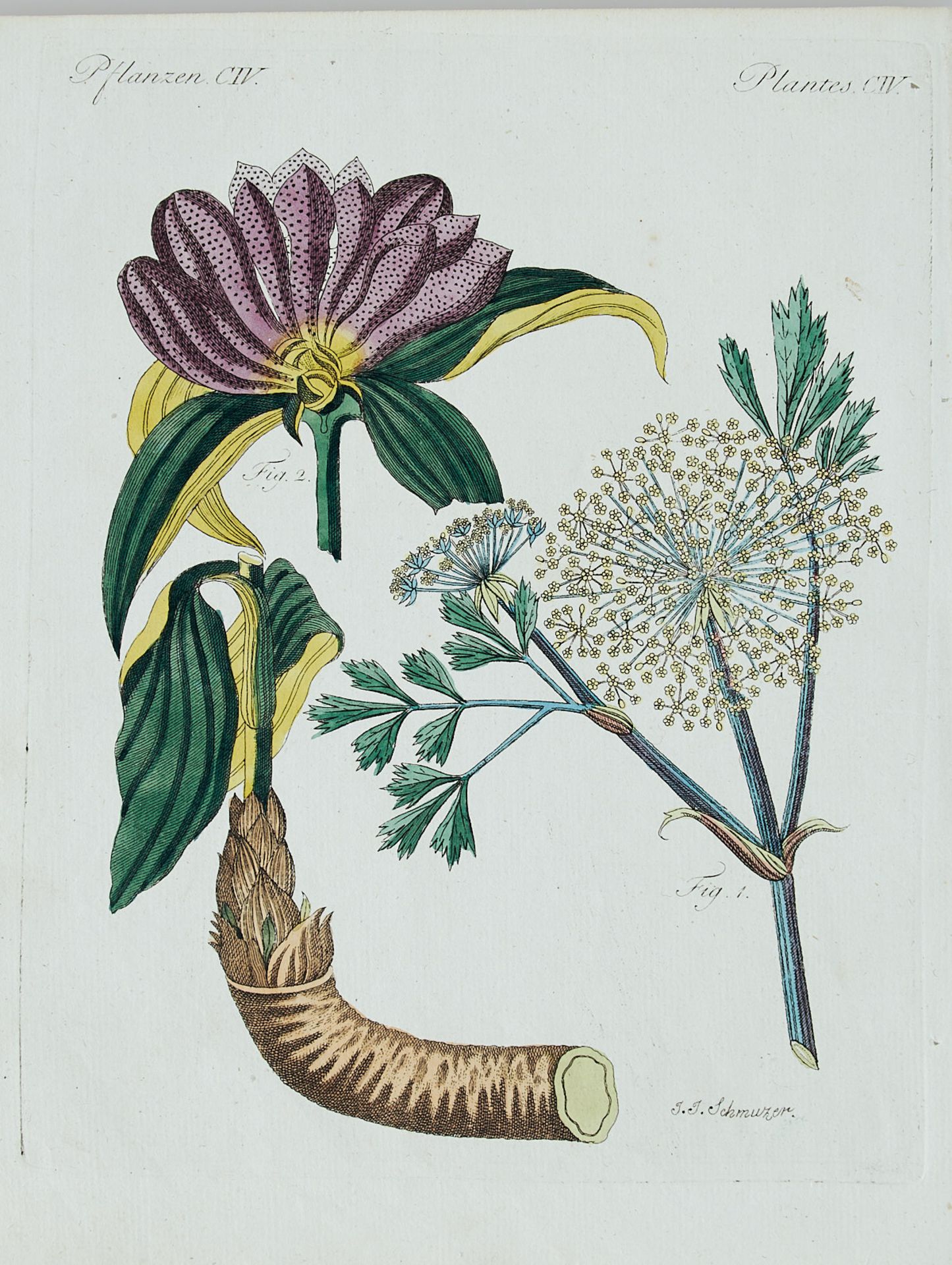 Flora Konvolut - Ca. 250 Blätter aus der Pflanzenwelt in - Image 10 of 10