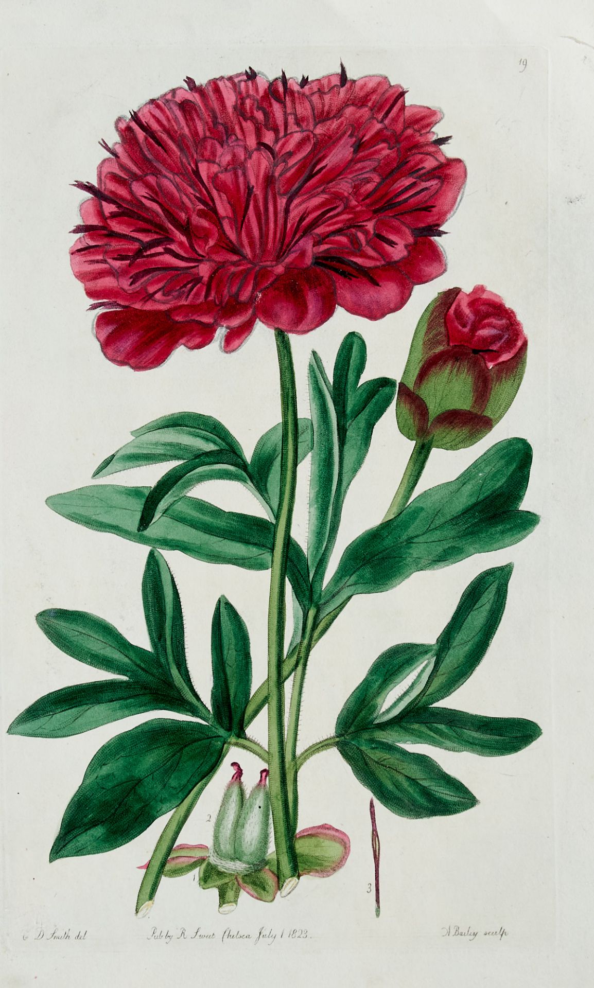 Flora Konvolut - Ca. 250 Blätter aus der Pflanzenwelt in - Image 6 of 10