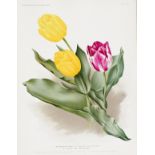 Flora Sammlung - 83 Farblithographien aus dem "Florilegium