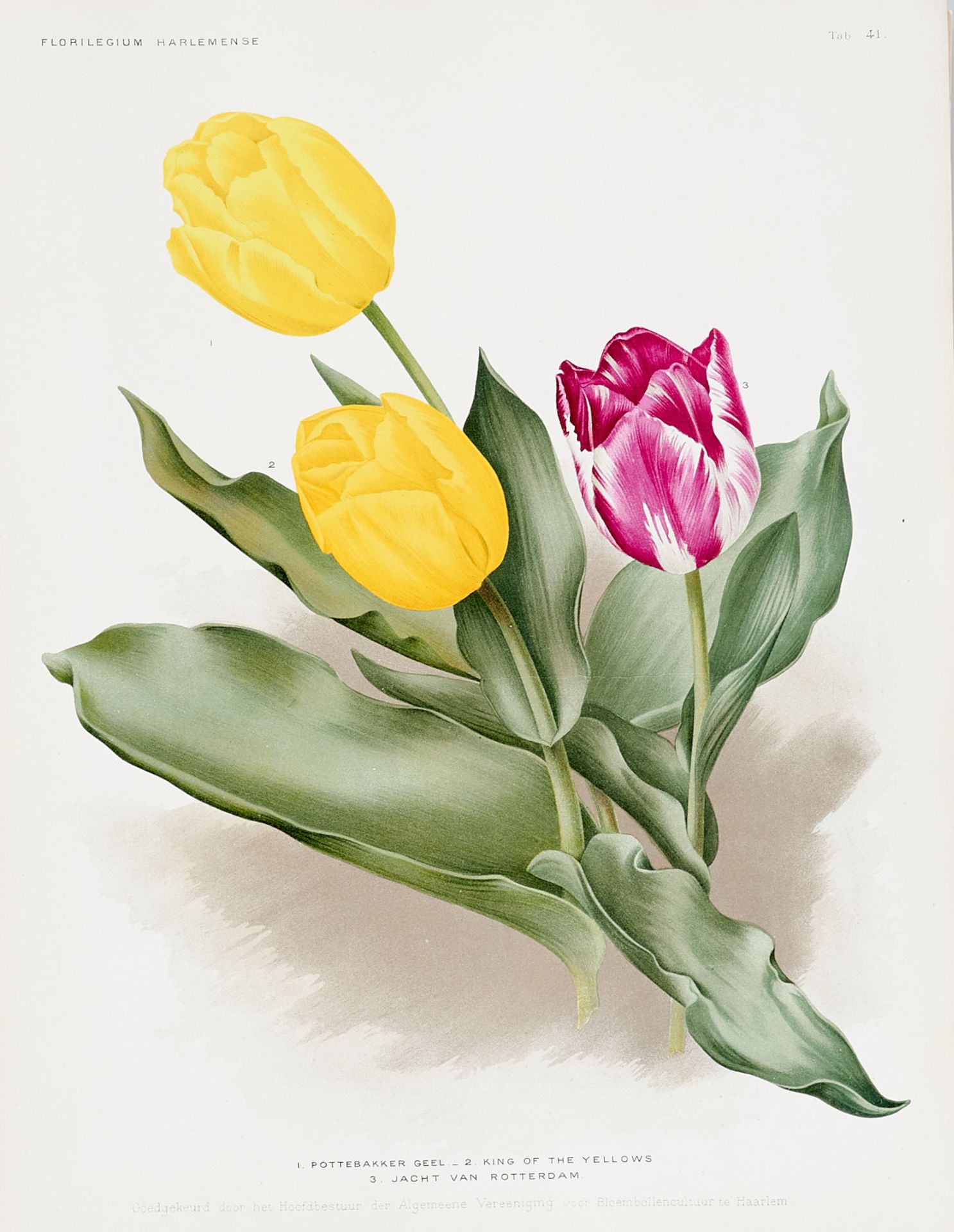 Flora Sammlung - 83 Farblithographien aus dem "Florilegium