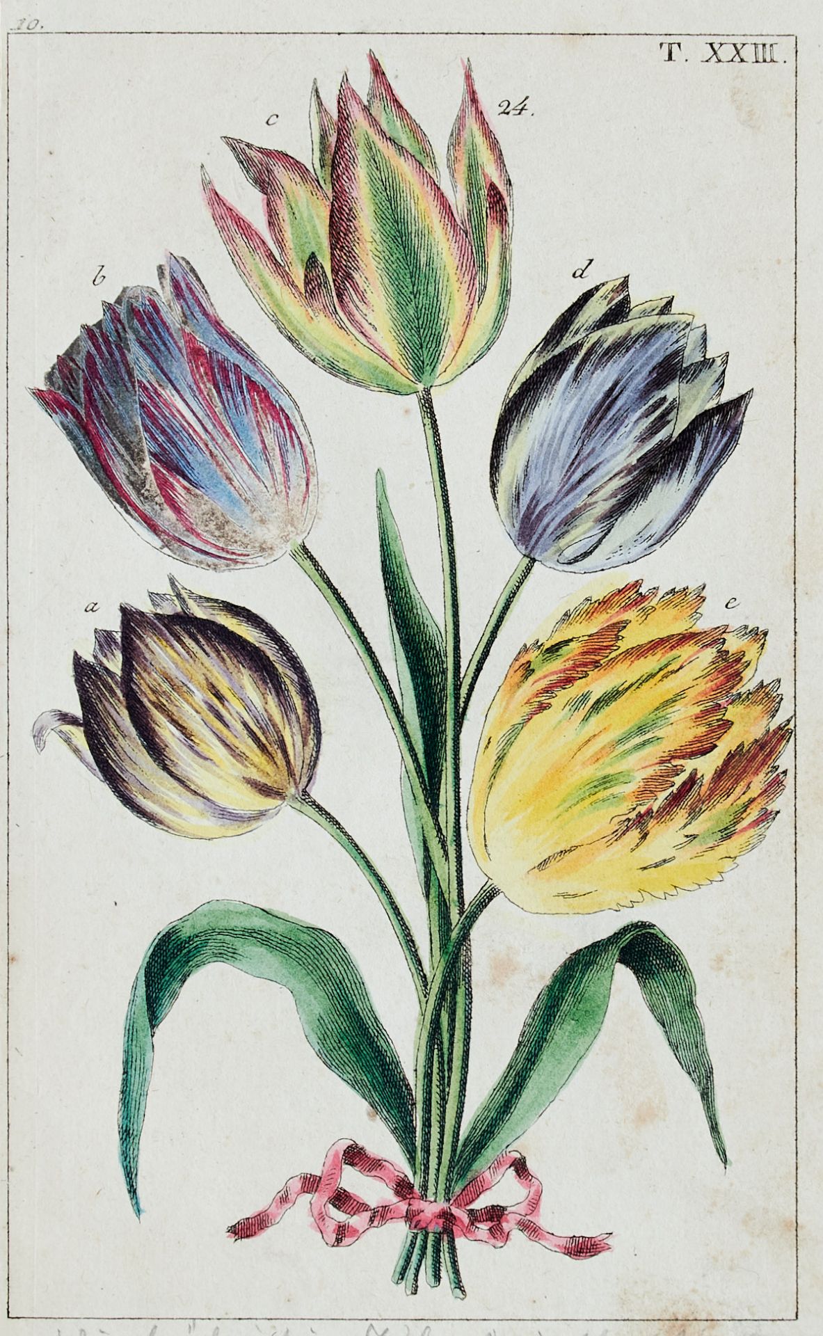 Flora Konvolut - Ca. 250 Blätter aus der Pflanzenwelt in - Image 3 of 10