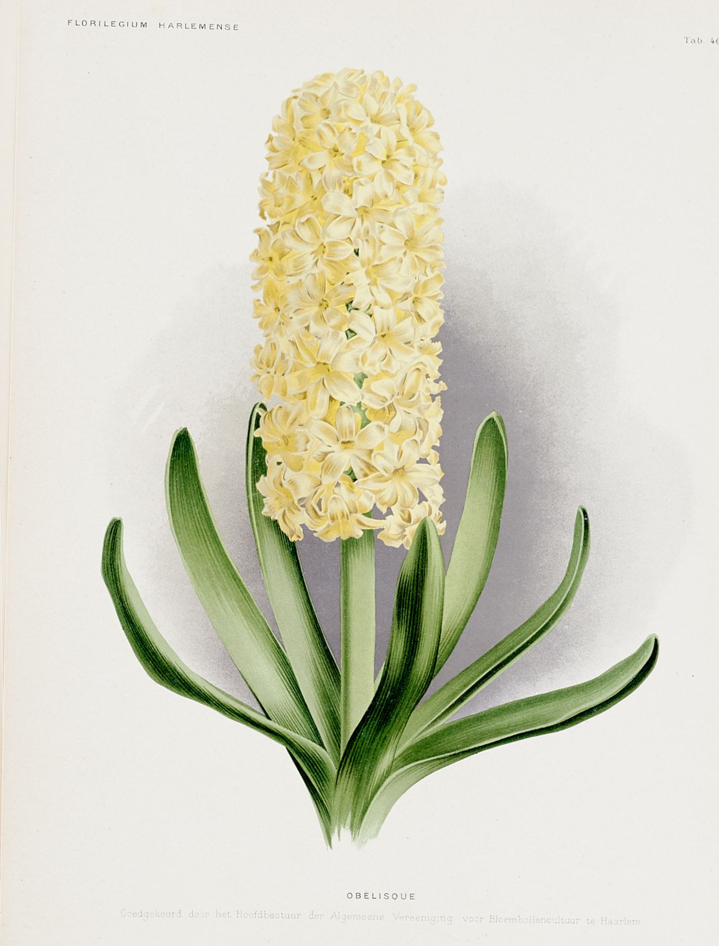 Flora Sammlung - 83 Farblithographien aus dem "Florilegium - Image 3 of 4