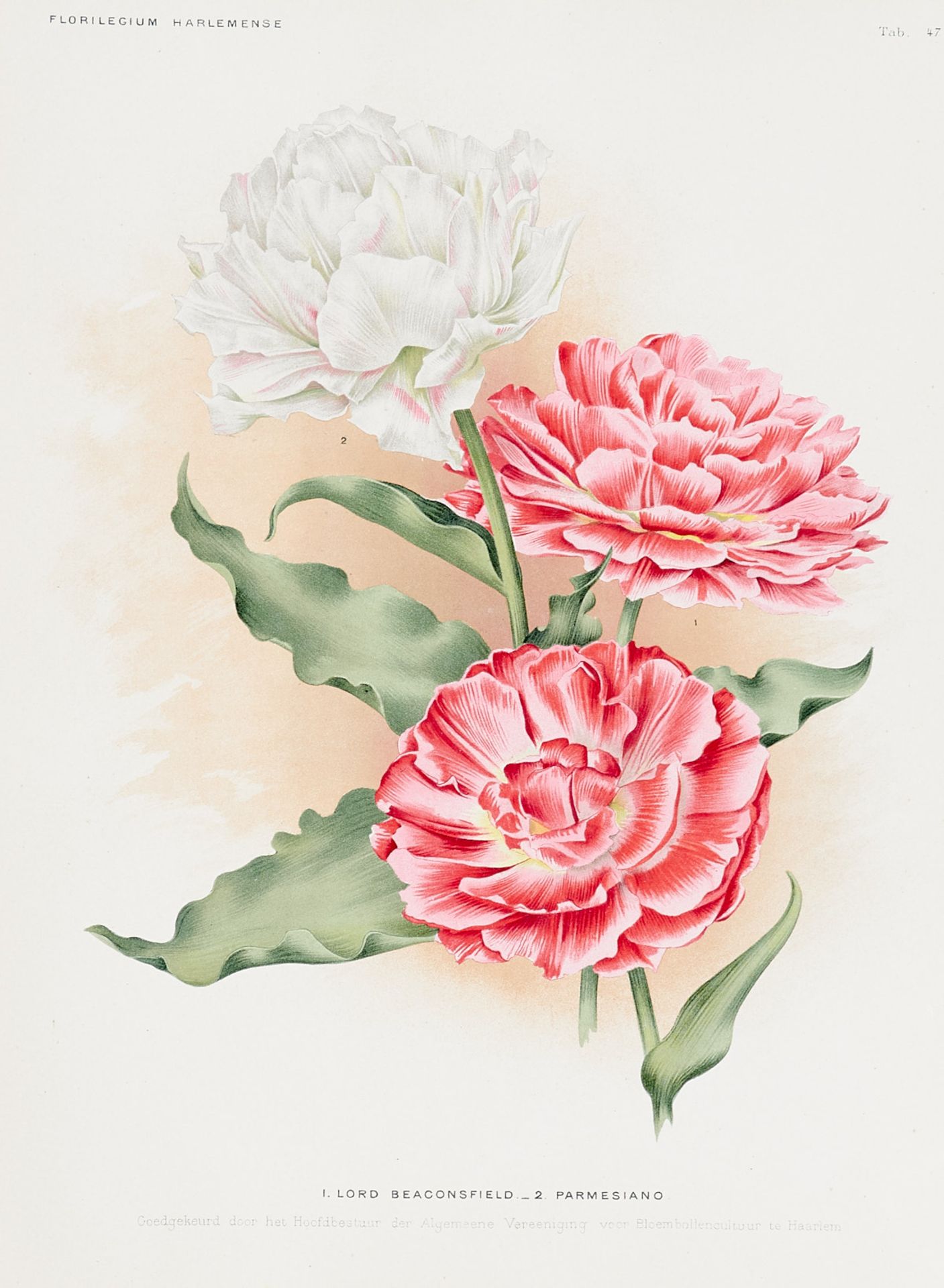 Flora Sammlung - 83 Farblithographien aus dem "Florilegium - Image 2 of 4
