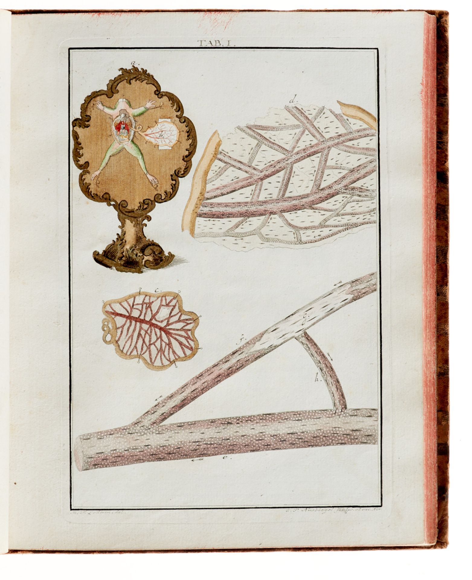 Ledermüller, M. F., Mikroskopische Gemüths- und Augen-Ergötzung - Bild 3 aus 5