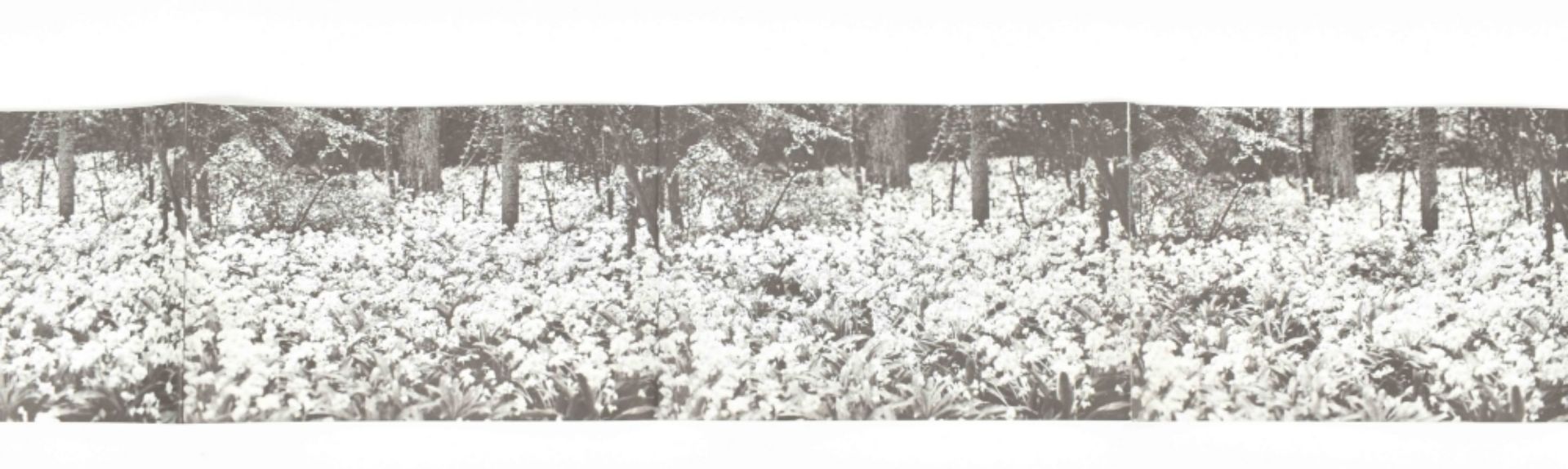 [s and 1970s] Dennis Oppenheim, Flower Arrangement for Bruce Nauman - Image 3 of 5