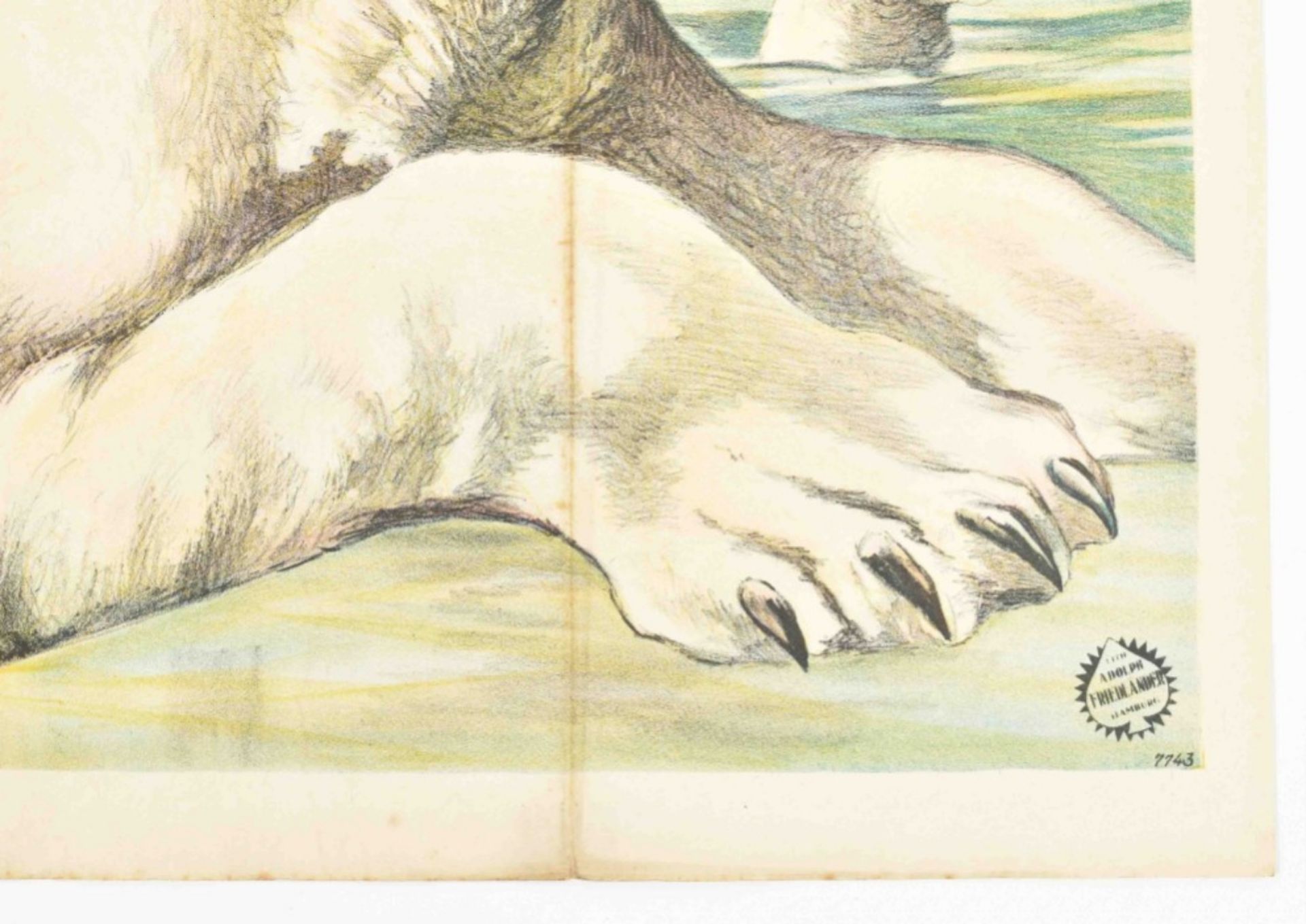 [Animal Dressage] Circus Hagenbeck. Polar bears in icy landscape. A. Friedländer, 1925 - Image 4 of 4