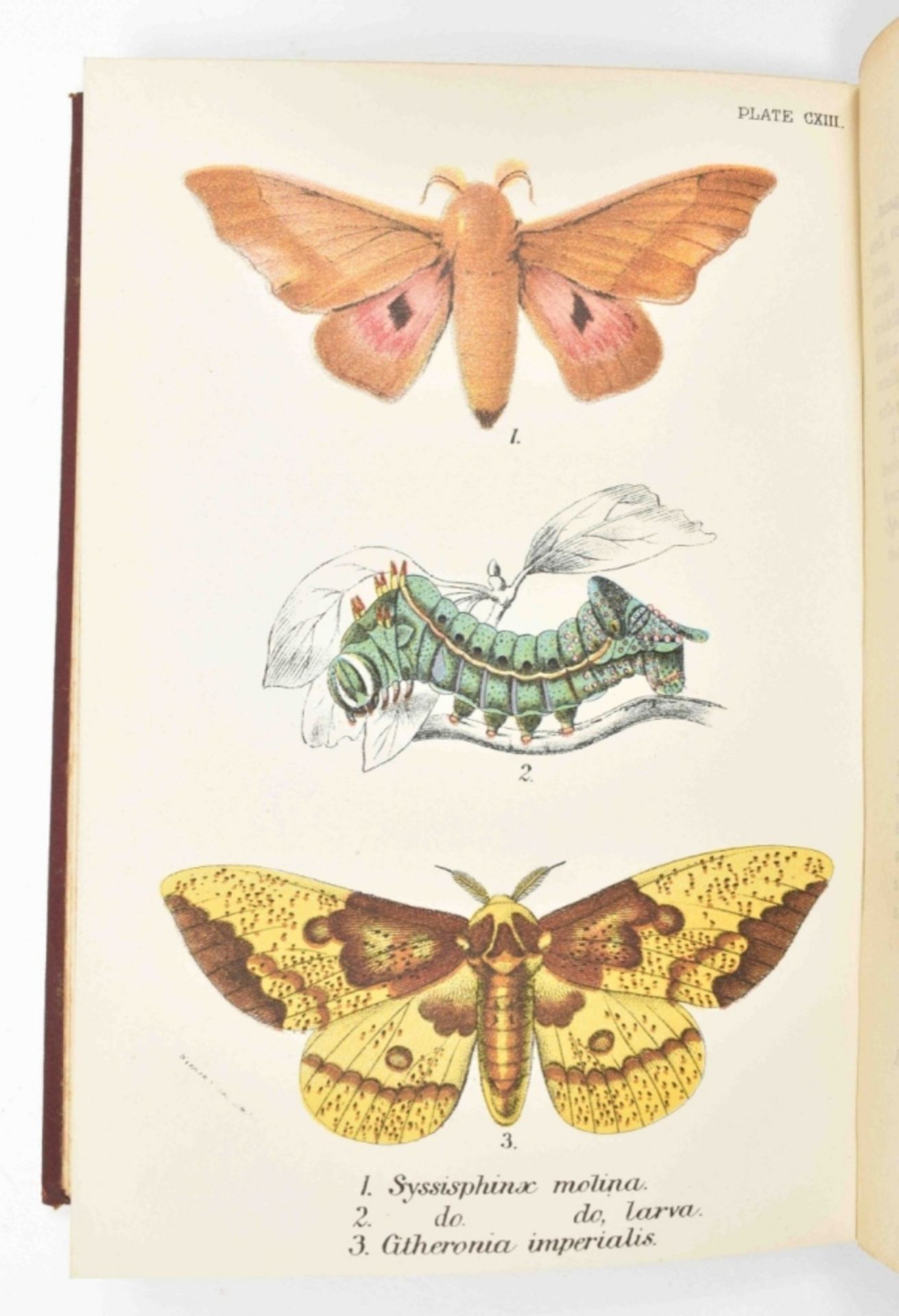 R. Bowdler Sharpe (ed.) Lloyd's Natural History - Image 5 of 8