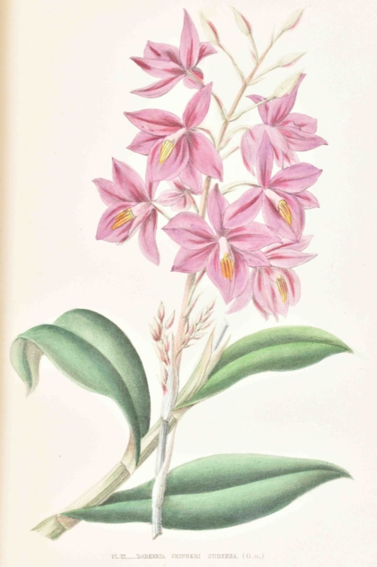 E. de Puydt. Les Orchidées, Histoire Iconographique - Image 10 of 10