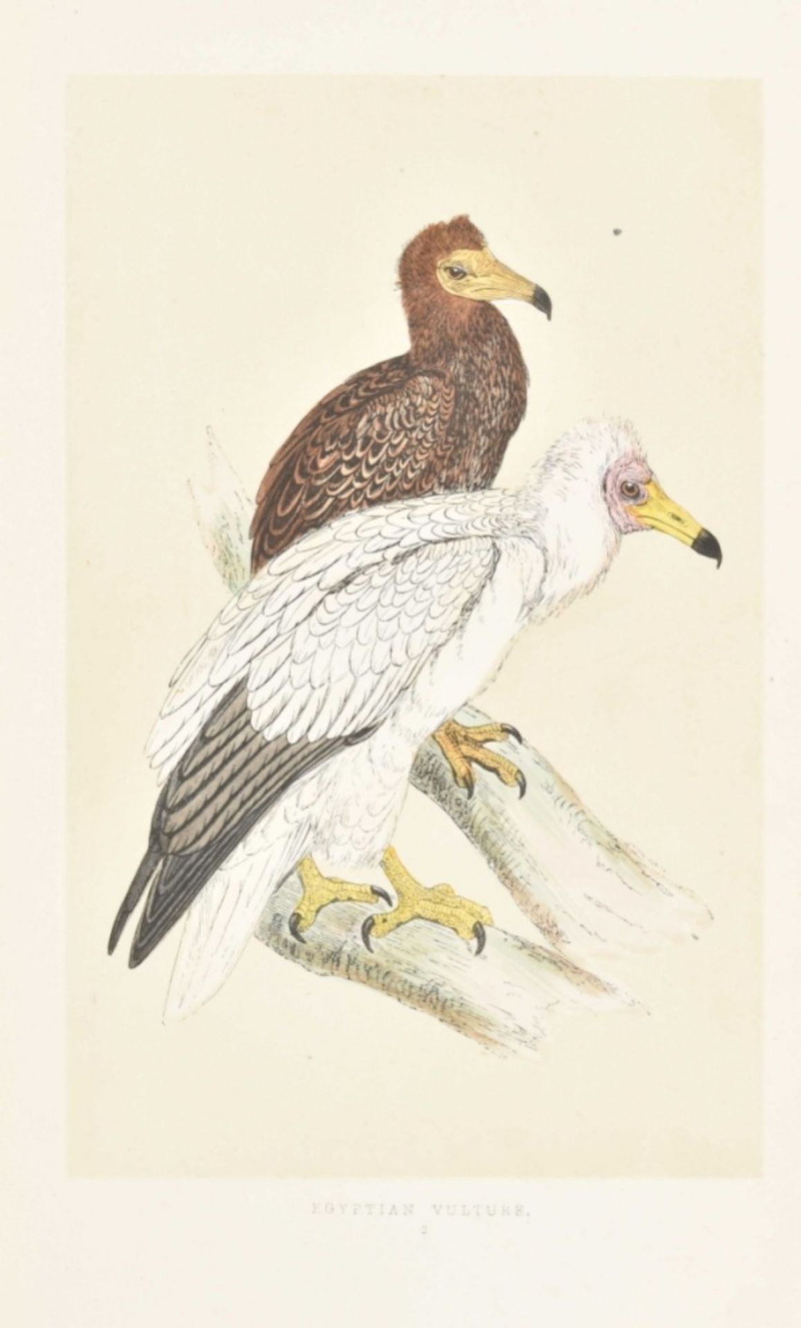 F.O. Morris. A History of British Birds - Image 5 of 10