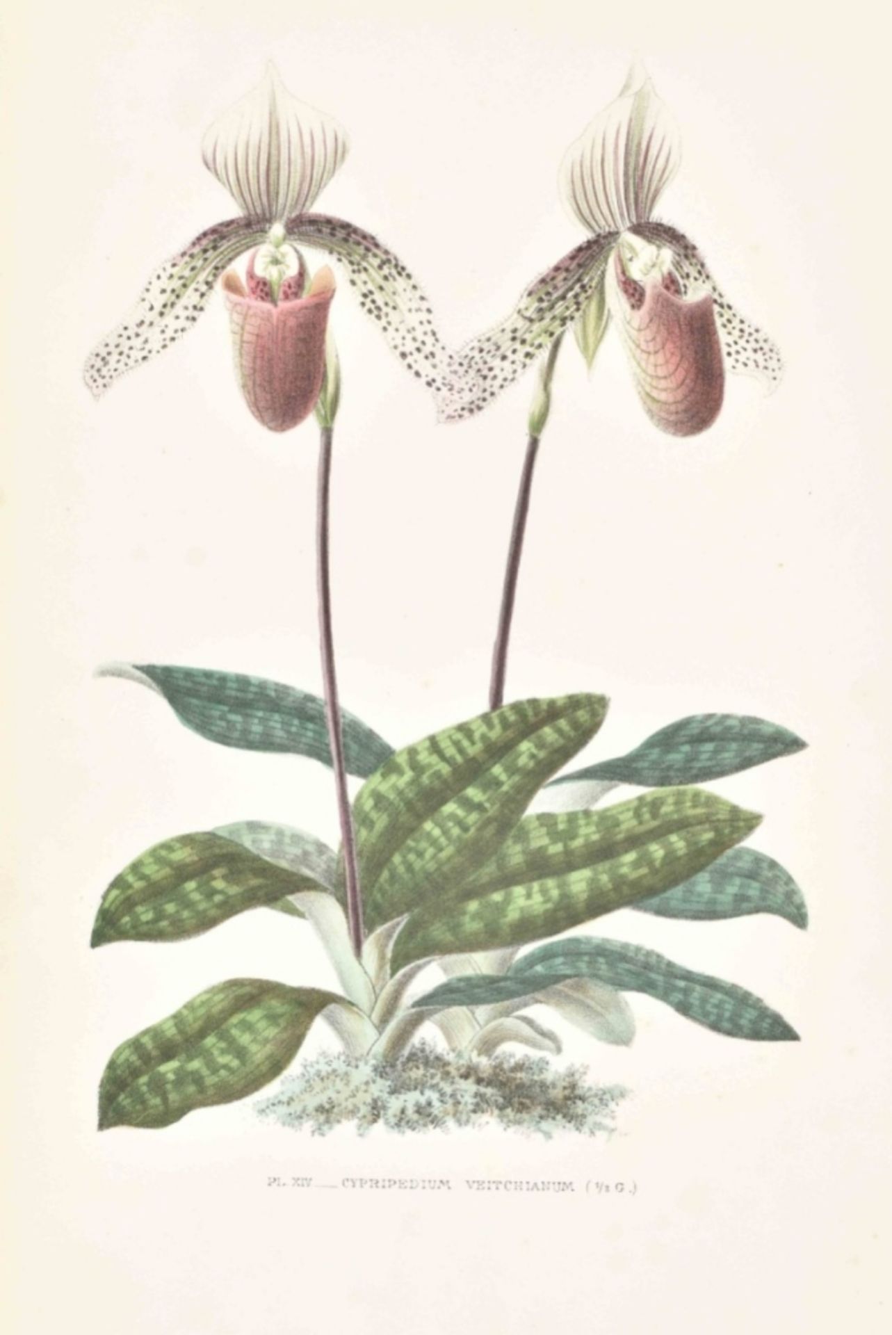 E. de Puydt. Les Orchidées, Histoire Iconographique - Image 8 of 10