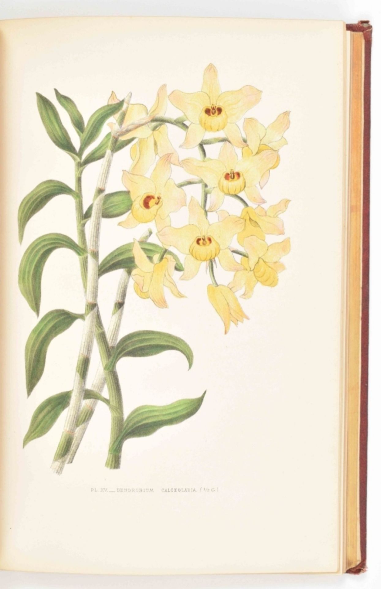 E. de Puydt. Les Orchidées, Histoire Iconographique